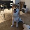 sarahwang_